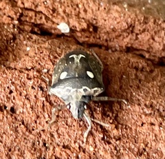 Eysarcoris