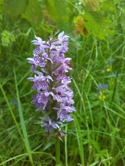 Dactylorhiza maculata maculata