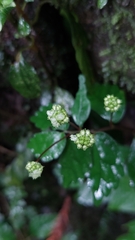 Elatostema microcephalanthum