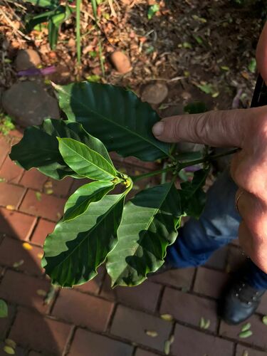 Coffea arabica iNat (1)