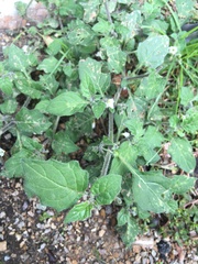 Solanum villosum