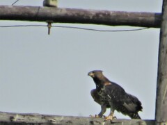 Stephanoaetus coronatus