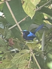 Malurus cyanocephalus