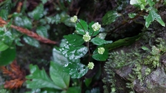 Elatostema microcephalanthum