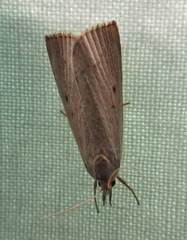 Calamotropha paludella