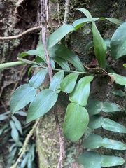 Pothos longipes