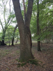 Quercus cerris