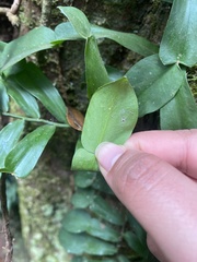 Pothos longipes