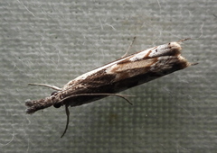 Platytes alpinella