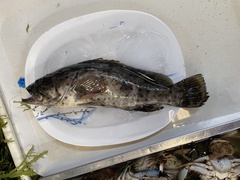 Epinephelus coioides