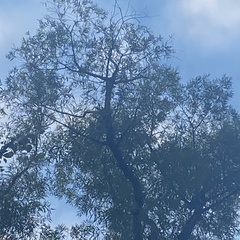 Quercus phellos