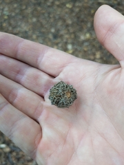 Quercus cerris