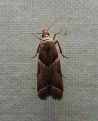 Nyctegretis lineana