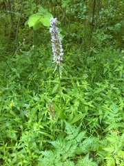 Dactylorhiza maculata maculata