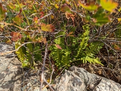 Polypodium virginianum