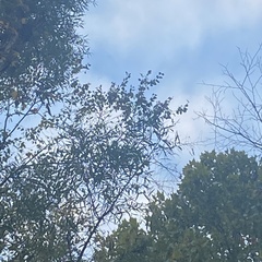 Quercus phellos