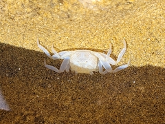 Decapoda