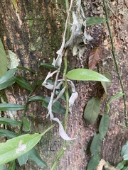 Rhaphidophora