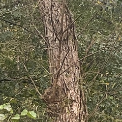 Quercus phellos