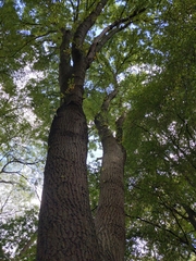 Quercus cerris