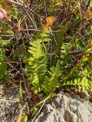 Polypodium virginianum