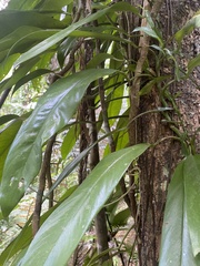 Rhaphidophora