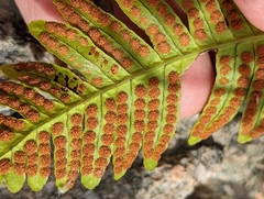 Polypodium virginianum