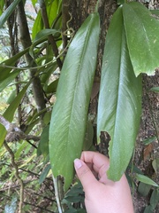 Rhaphidophora