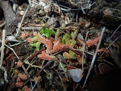 Selaginella denticulata