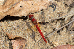 Diplacodes haematodes