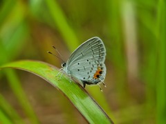 Everes lacturnus