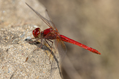 Diplacodes haematodes