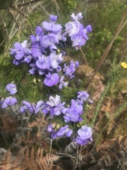 Psoralea