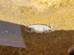 Decapoda