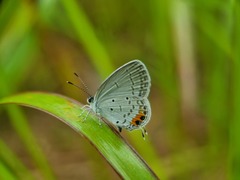 Everes lacturnus