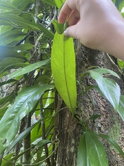 Rhaphidophora