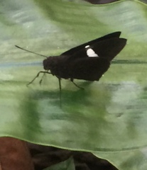 Notocrypta paralysos varians