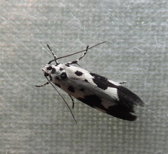 Ethmia quadrillella
