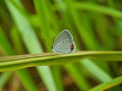 Everes lacturnus