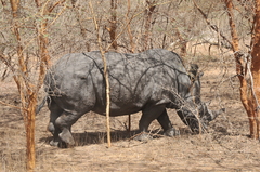 Ceratotherium simum