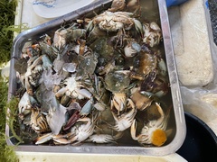 Portunidae
