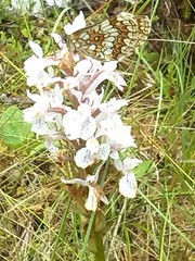 Melitaea athalia