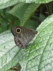 Ypthima baldus newboldi