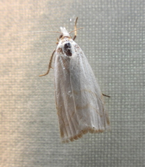 Calamotropha aureliella