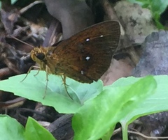 Iambrix salsala salsala