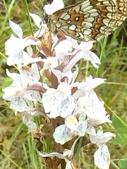Melitaea athalia