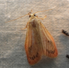 Miltochrista miniata