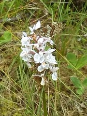 Dactylorhiza maculata elodes