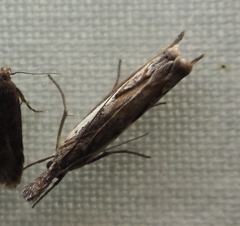Platytes alpinella