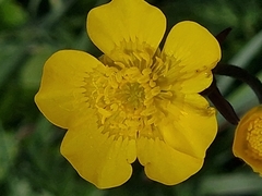 Ranunculus macrophyllus
